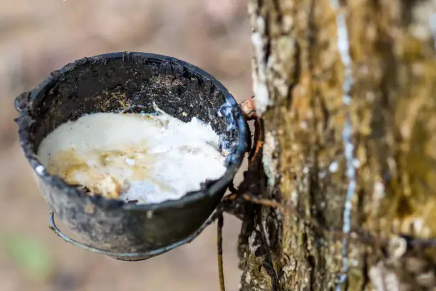 latex juice milky rubber plants cut on a tree bowl full of white liquid traditional way for asia