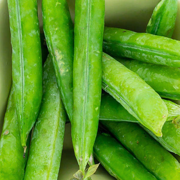 grão verde vagem feijão lote de legumes. fundo verde projeto fresco design close-up - green pea pea pod sweet food freshness - fotografias e filmes do acervo