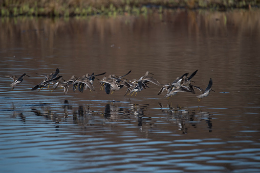 Flock of Long-billed dowitcher birds.