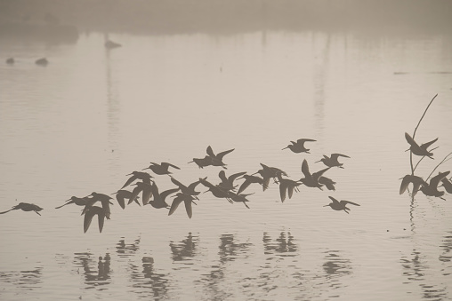 Flock of Long-billed dowitcher birds.