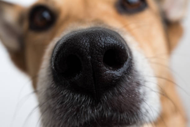 istock Portrait of mixed breed dog, on white background 1138930651