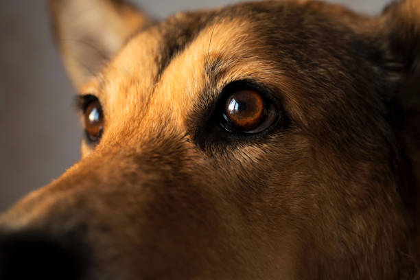 istock Portrait of mixed breed dog, in interiour 1138930653