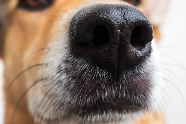 istock Portrait of mixed breed dog, on white background 1138930659
