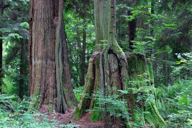 istock Nurse tree stump in Stanley Park 1138930850