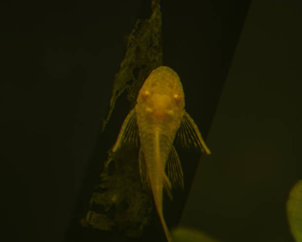 pleco poisson-chat albinos soies-nez pleco or ancistrus dolichopterus plecostomus aquarium poissons - ancistrus photos et images de collection