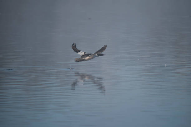 istock Mallard duck flying over water 1138931040