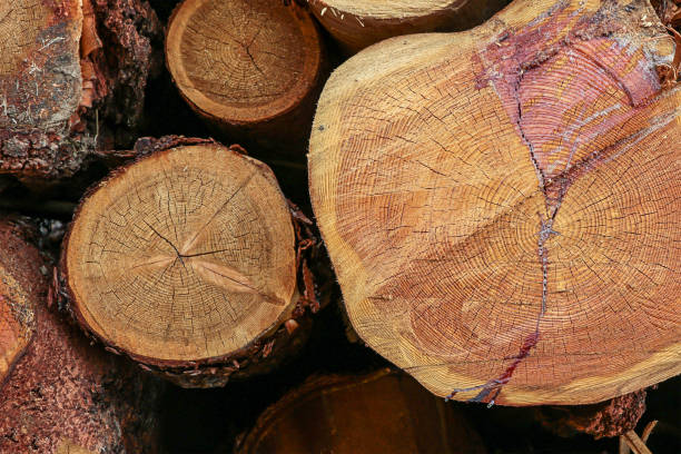 istock group of trunks thin thick sawn coated resin stack of logs end background base eco design rustic 1138932214