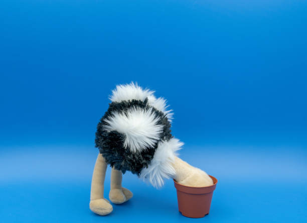 Ostrich standing against blue background A toy ostrich bent over burying its head in the sand, in the form of an empty flower pot, while standing against a plain blue background, with space above the ostrich for text or a caption to be added. ostrich feather stock pictures, royalty-free photos & images