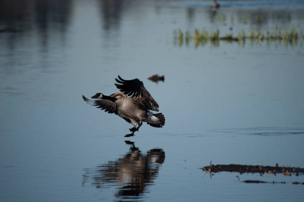 istock Canada geese landing on a lake 1138933921