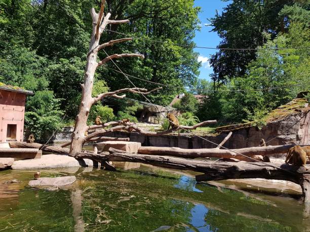 Tropical African Monkeys  in their habitat in western Europe