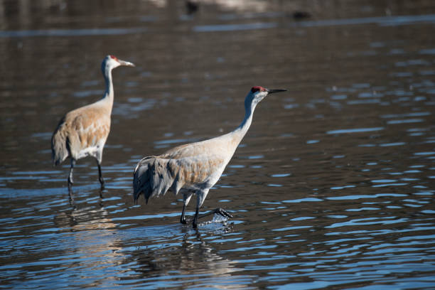 istock Sandhill crane couple 1138933975