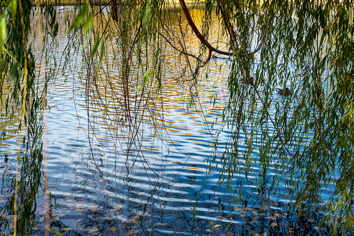hanging green weeping willow leaves and branches over pond water with reflections and autumn leaves floating on surface