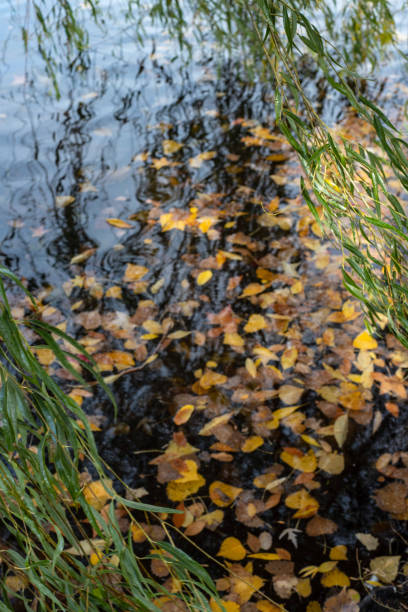 wiszące liście wierzby i gałęzie nad wodą w stawie - willow leaf weeping willow willow tree tree zdjęcia i obrazy z banku zdjęć