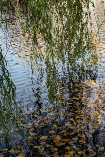 wiszące liście wierzby i gałęzie nad wodą w stawie - willow leaf weeping willow willow tree tree zdjęcia i obrazy z banku zdjęć