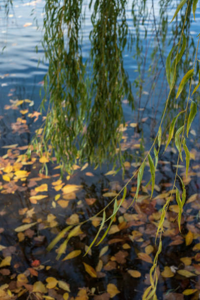 colgando hojas de sauce llorón y ramas sobre el agua del estanque - willow leaf weeping willow willow tree tree fotografías e imágenes de stock