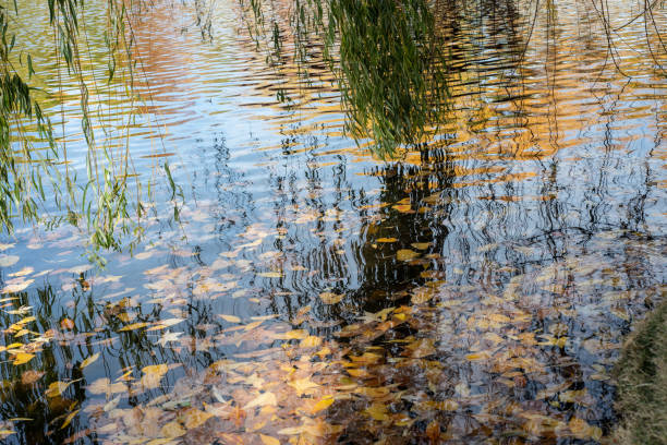 colgando hojas de sauce llorón y ramas sobre el agua del estanque - willow leaf weeping willow willow tree tree fotografías e imágenes de stock