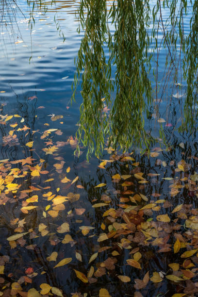 wiszące liście wierzby i gałęzie nad wodą w stawie - willow leaf weeping willow willow tree tree zdjęcia i obrazy z banku zdjęć