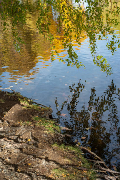 wiszące liście wierzby i gałęzie nad wodą w stawie - willow leaf weeping willow willow tree tree zdjęcia i obrazy z banku zdjęć