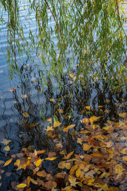 wiszące liście wierzby i gałęzie nad wodą w stawie - willow leaf weeping willow willow tree tree zdjęcia i obrazy z banku zdjęć