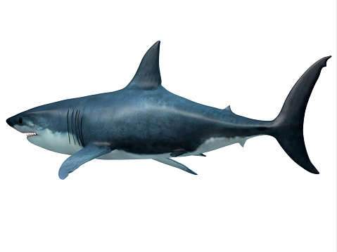 Megalodon was an enormous carnivorous shark that roamed the oceans of the Pleistocene Period.