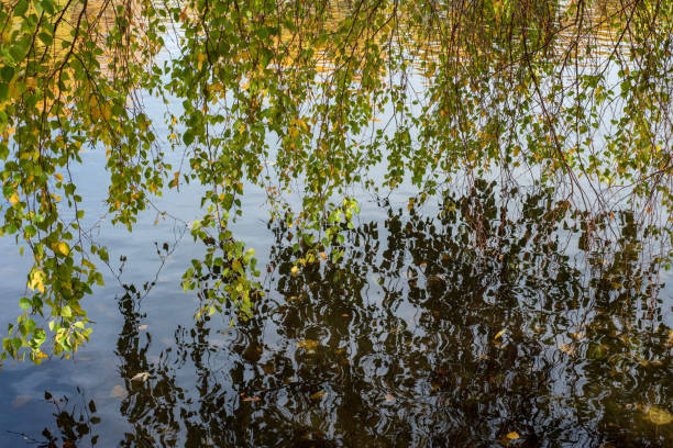 wiszące liście wierzby i gałęzie nad wodą w stawie - willow leaf weeping willow willow tree tree zdjęcia i obrazy z banku zdjęć