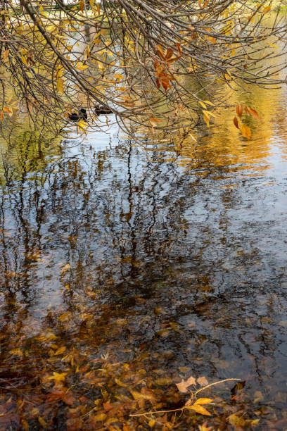 wiszące liście wierzby i gałęzie nad wodą w stawie - willow leaf weeping willow willow tree tree zdjęcia i obrazy z banku zdjęć