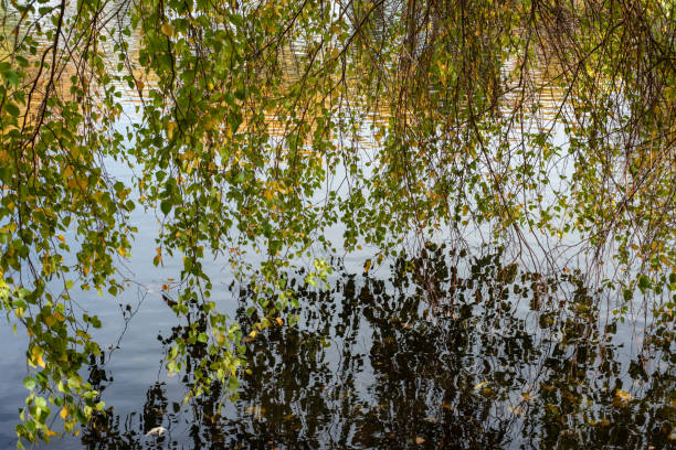 wiszące liście wierzby i gałęzie nad wodą w stawie - willow leaf weeping willow willow tree tree zdjęcia i obrazy z banku zdjęć