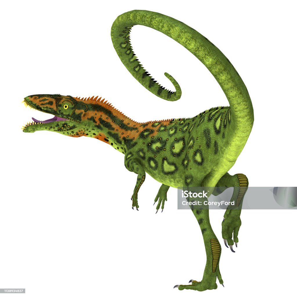 Masiakasaurus Dinosaur Tail Masiakasaurus was a carnivorous theropod dinosaur that lived in Madagascar during the Cretaceous Period. Aggression Stock Photo