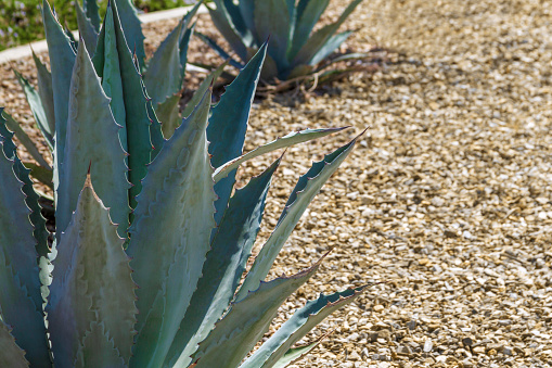Agave Americana Plant in a Rock Garden