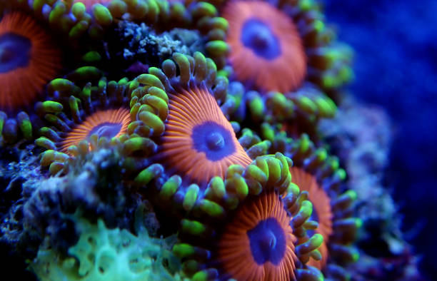 istock Macro shot on soft zoanthus polyps colony 1138935719