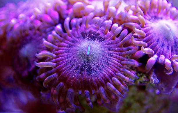 istock Macro shot on rose pink Stardust zoanthus polyps colony 1138935723