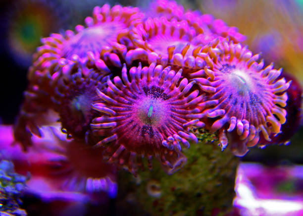 istock Macro shot on rose pink Stardust zoanthus polyps colony 1138935724