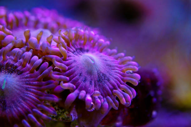 istock Macro shot on rose pink Stardust zoanthus polyps colony 1138935725