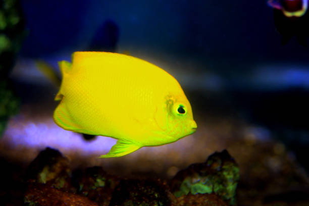 Lemon peel juvenile angelfish in fish aquarium tank