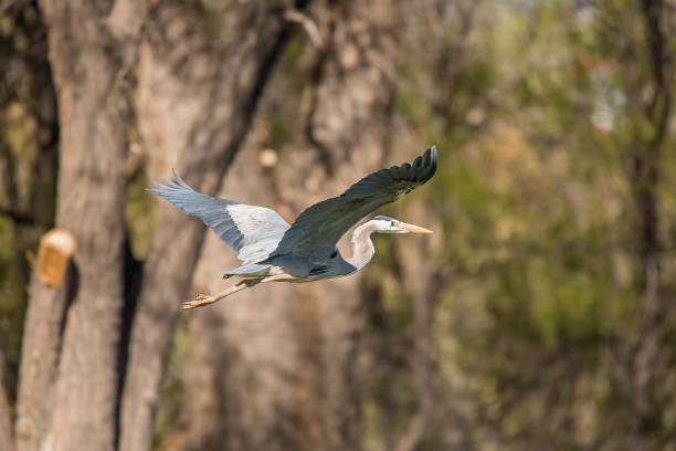 great blue heron volando - wading snowy egret egret bird fotografías e imágenes de stock
