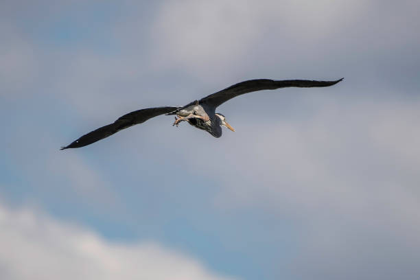 grande airone blu che vola - wading snowy egret egret bird foto e immagini stock