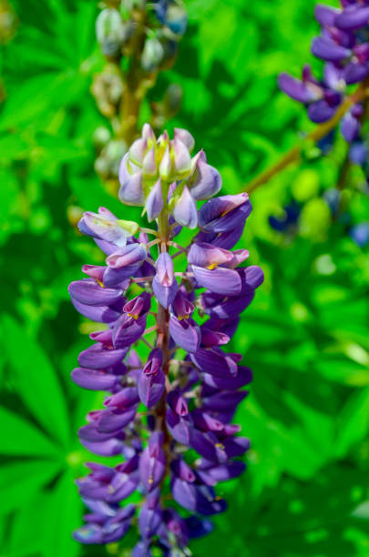 istock Single Lupinus arcticus growing in field 1138937160