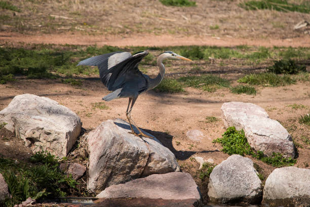 grande airone blu che vola - wading snowy egret egret bird foto e immagini stock