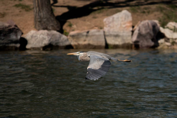 great blue heron volando - wading snowy egret egret bird fotografías e imágenes de stock