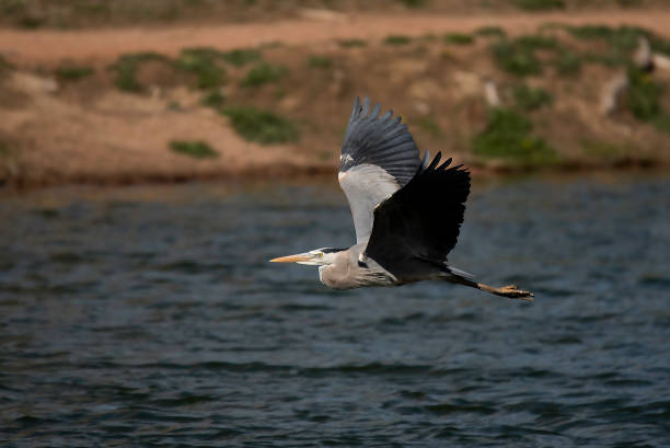 great blue heron volando - wading snowy egret egret bird fotografías e imágenes de stock