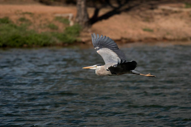 great blue heron volando - wading snowy egret egret bird fotografías e imágenes de stock