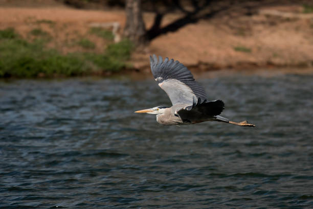 grande airone blu che vola - wading snowy egret egret bird foto e immagini stock