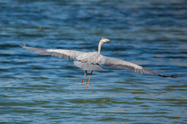 grande airone blu che vola - wading snowy egret egret bird foto e immagini stock