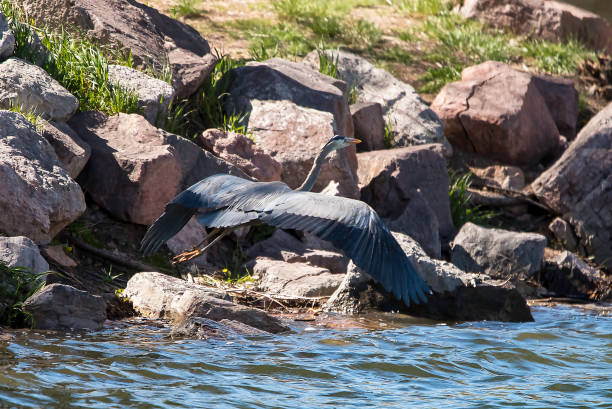 great blue heron volando - wading snowy egret egret bird fotografías e imágenes de stock