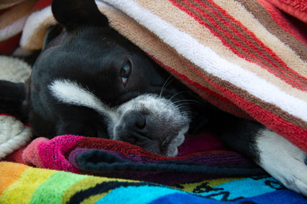 Frenchton puppy wrapped in blankets