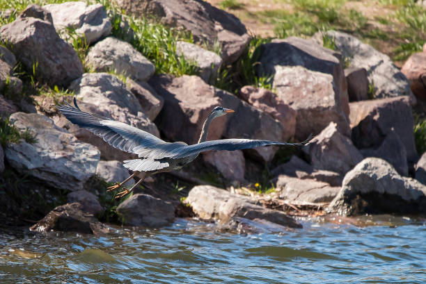 great blue heron volando - wading snowy egret egret bird fotografías e imágenes de stock