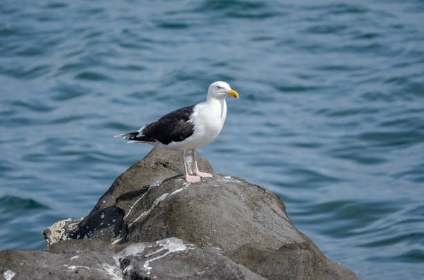 istock Seagulls on rocky beach in Iceland 1138941043