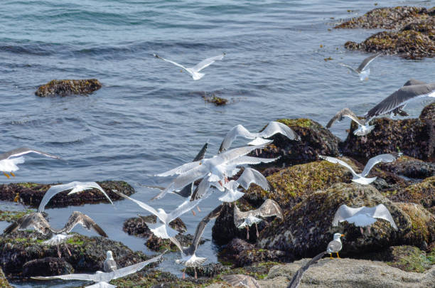 istock Seagulls on rocky beach in Iceland 1138941045