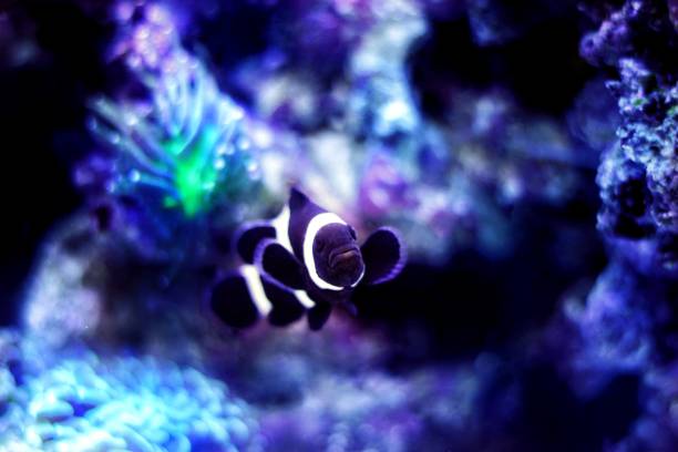 Black & White Ocellaris Clownfish -  Amphiprion ocellaris black variation