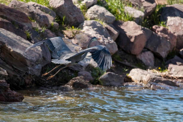 grande airone blu che vola - wading snowy egret egret bird foto e immagini stock